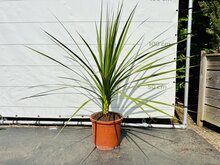 Kategorie <b>Exotische / Mediterrane Pflanzen </b> - Cordyline Indivisa - ca. 120 cm