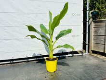 Kategorie <b>Exotische / Mediterrane Pflanzen </b> - Musa Lasiocarpa - Höhe 100-120cm