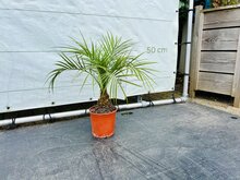Kategorie <b>Exotische / Mediterrane Pflanzen </b> - Phoenix Roebelenii - ca. 60 cm