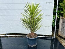 Kategorie <b>Exotische / Mediterrane Pflanzen </b> - Yucca Filifera - ca. 150 cm
