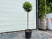 Kategorie <b>Exotische / Mediterrane Pflanzen </b> - Lorbeer - auf Stamm - Höhe 150 cm