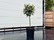 Kategorie <b>Exotische / Mediterrane Pflanzen </b> - Lorbeer - auf Stamm - ca. 50-80 cm