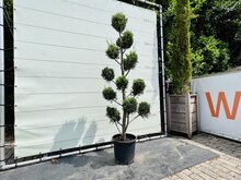 Kategorie <b>Exotische / Mediterrane Pflanzen </b> - Cupressocyparis Leylandii - Pon Pon