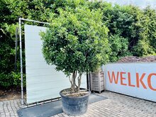 Kategorie <b>Exotische / Mediterrane Pflanzen </b> - Osmanthus aquifolium - Stechpalme