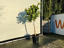 Kategorie <b>Exotische / Mediterrane Pflanzen </b> - Zitrusbaum - Limquat ca. 150 cm