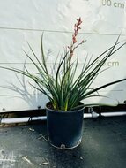 Kategorie <b>Exotische / Mediterrane Pflanzen </b> - Hesperaloe Parviflora