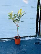 Kategorie <b>Exotische / Mediterrane Pflanzen </b> - Japanische Wollmispel 130/150 cm hohe