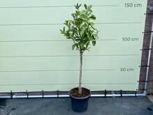 Kategorie <b>Exotische / Mediterrane Pflanzen </b> - Zitrusbaum - Hand oder Buddha ca. 150 cm