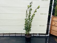 Kategorie <b>Exotische / Mediterrane Pflanzen </b> - lorbeer - Laurus nobilis - ca. 100 cm