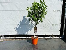Kategorie <b>Exotische / Mediterrane Pflanzen </b> - Zitrusbaum - Calamondin ca. 110 cm