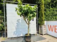 Kategorie <b>Exotische / Mediterrane Pflanzen </b> - Feigenbaum - Ficus Carica ca. 250 cm