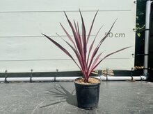 Kategorie <b>Exotische / Mediterrane Pflanzen </b> - Cordyline Australis - Pink Passion