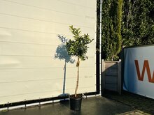 Kategorie <b>Exotische / Mediterrane Pflanzen </b> - Zitrusbaum - Kumquat ca. 150 cm