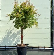 Kategorie <b>Exotische / Mediterrane Pflanzen </b> - Zitrusbaum - Granatapfel Baum Größe XL