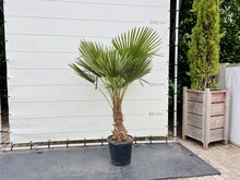 Kategorie <b>Exotische / Mediterrane Pflanzen </b> - Trachycarpus Fortunei - ca. 160 cm