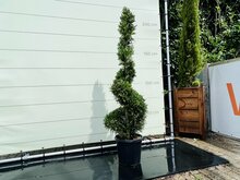 Kategorie <b>Exotische / Mediterrane Pflanzen </b> - Cupressocyparis Leylandii - Spirale