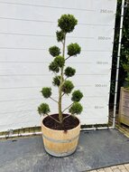 Kategorie <b>Exotische / Mediterrane Pflanzen </b> - Cupressocyparis Leylandii - Pon Pon im halben Weinfass