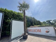 Kategorie <b>Exotische / Mediterrane Pflanzen </b> - Trachycarpus Fortunei - ca. 500 cm