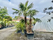 Kategorie <b>Exotische / Mediterrane Pflanzen </b> - Trachycarpus Fortunei - Chinesische Hanfpalme ca. 300 cm