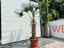 Kategorie <b>Exotische / Mediterrane Pflanzen </b> - Trachycarpus - Wagnerianus ca. 200 cm