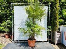 Kategorie <b>Exotische / Mediterrane Pflanzen </b> - Trachycarpus Fortunei - Chinesische Hanfpalme ca. 230 cm