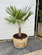 Kategorie <b>Exotische / Mediterrane Pflanzen </b> - Trachycarpus Fortunei - im Weinfass ca. 150 cm