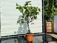 Kategorie <b>Exotische / Mediterrane Pflanzen </b> - Feigenbaum - Ficus Carica ca. 150 cm