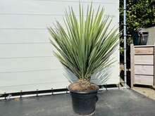 Kategorie <b>Exotische / Mediterrane Pflanzen </b> - Yucca Faxoniana - ca. 170 cm