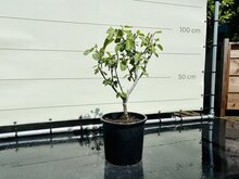 Kategorie <b>Exotische / Mediterrane Pflanzen </b> - Feigenbaum - Brown Turkey