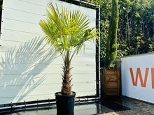 Kategorie <b>Exotische / Mediterrane Pflanzen </b> - Trachycarpus Fortunei - Stammhöhe 80 cm