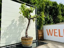 Kategorie <b>Exotische / Mediterrane Pflanzen </b> - Weinrebe auf altem Baumstamm - In halbem Weinfass