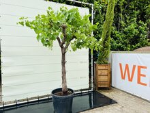 Kategorie <b>Exotische / Mediterrane Pflanzen </b> - Weinrebe - auf altem Stamm ca. 220 cm
