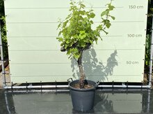 Kategorie <b>Exotische / Mediterrane Pflanzen </b> - Weinrebe - auf altem Stamm ca. 110 cm