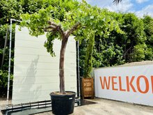 Kategorie <b>Exotische / Mediterrane Pflanzen </b> - Weinstock - Auf altem Stamm ca. 240 cm