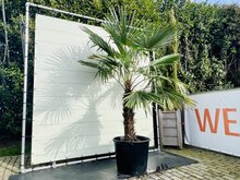 Kategorie <b>Exotische / Mediterrane Pflanzen </b> - Trachycarpus Fortunei - Stammhöhe 100 cm