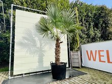 Kategorie <b>Exotische / Mediterrane Pflanzen </b> - Trachycarpus Fortunei - Stammhöhe 110 cm