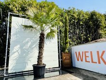 Kategorie <b>Exotische / Mediterrane Pflanzen </b> - Trachycarpus Fortunei - Stammhöhe 140 cm