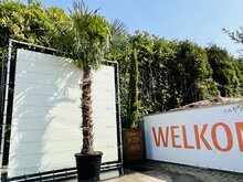 Kategorie <b>Exotische / Mediterrane Pflanzen </b> - Trachycarpus Fortunei - Stammhöhe 160 cm