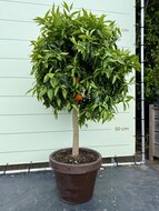 Kategorie <b>Exotische / Mediterrane Pflanzen </b> - Zitrusbaum - Mandarinenbaum im Dekotopf