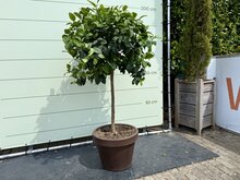 Kategorie <b>Exotische / Mediterrane Pflanzen </b> - Zitrusbaum - Orangenbaum im Dekotopf