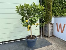 Kategorie <b>Exotische / Mediterrane Pflanzen </b> - Zitrusbaum - Zitronenbaum im Dekotopf