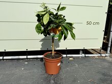 Kategorie <b>Exotische / Mediterrane Pflanzen </b> - Zitrusbaum - Orangenbaum ca. 70 cm