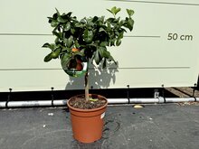 Kategorie <b>Exotische / Mediterrane Pflanzen </b> - Zitrusbaum - Limettenbaum ca. 70 cm