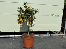 Kategorie <b>Exotische / Mediterrane Pflanzen </b> - Zitrusbaum - Kumquat ca. 60 cm