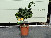 Kategorie <b>Exotische / Mediterrane Pflanzen </b> - Zitrusbaum - Zitronenbaum ca. 60 cm