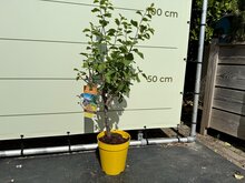 Kategorie <b>Exotische / Mediterrane Pflanzen </b> - Obstbaum - Pflaum ca. 90 cm