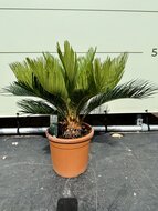 Kategorie <b>Exotische / Mediterrane Pflanzen </b> - Cycas Revoluta - ca. 65 cm