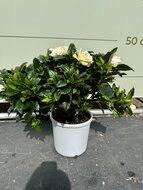 Kategorie <b>Exotische / Mediterrane Pflanzen </b> - Gardenia Jasminoides - Kapjasmin