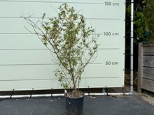 Kategorie <b>Exotische / Mediterrane Pflanzen </b> - Buddleja davidii Sungold - Schmetterlingsflieder