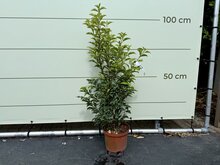 Kategorie <b>Exotische / Mediterrane Pflanzen </b> - Portugiesischer Kirschlorbeer - ca. 80-100 cm